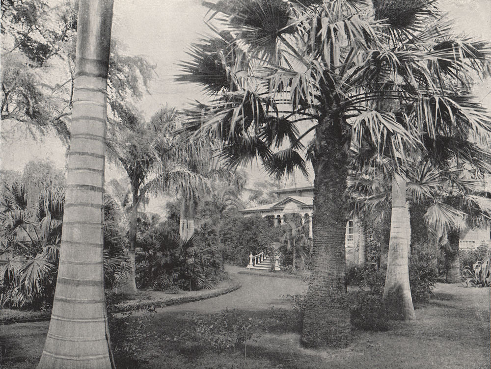 HONOLULU. A typical Hawaiian yard. Hawaii 1895 old antique print picture